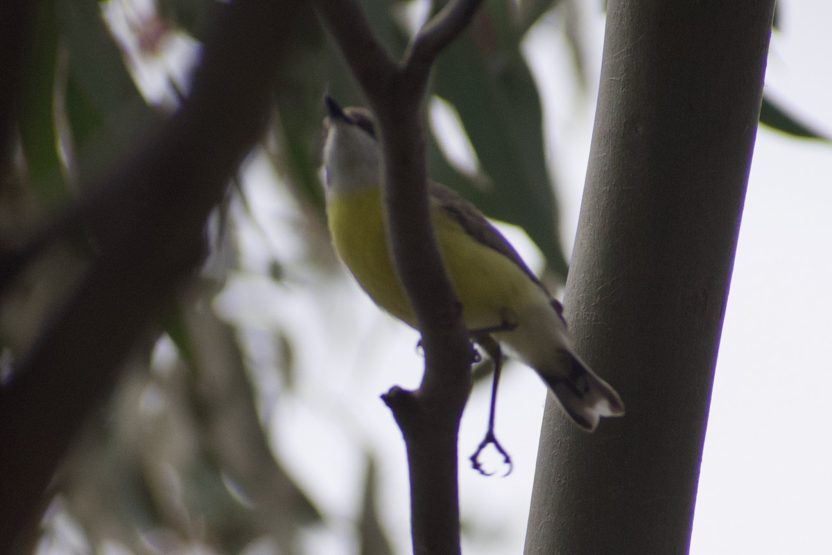 White-throated Gerygone - ML643217391