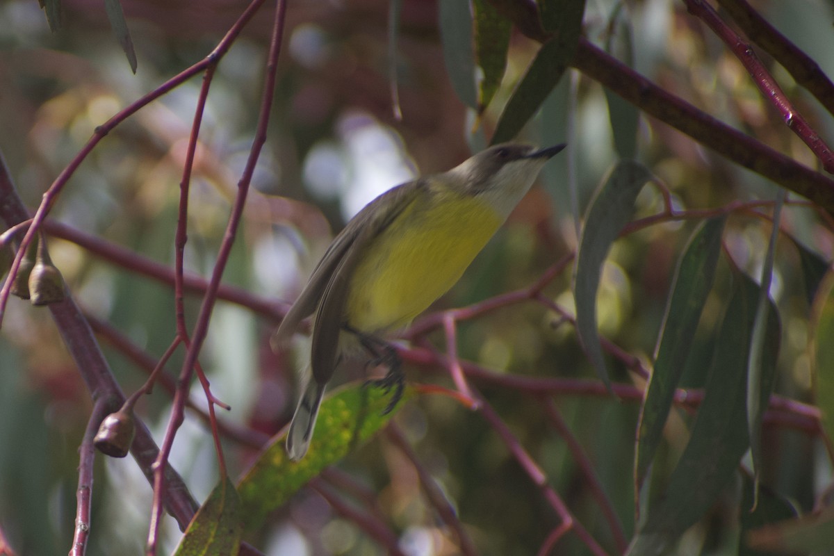 White-throated Gerygone - ML643217392