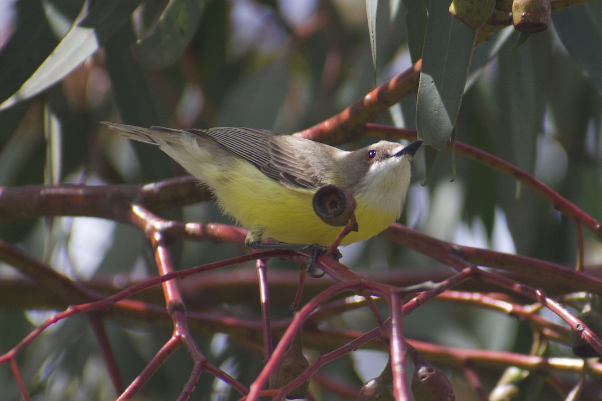 White-throated Gerygone - ML643217393