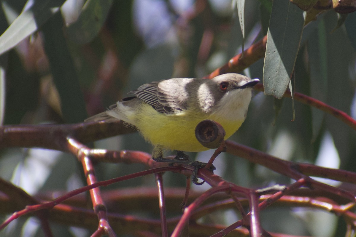 White-throated Gerygone - ML643217394