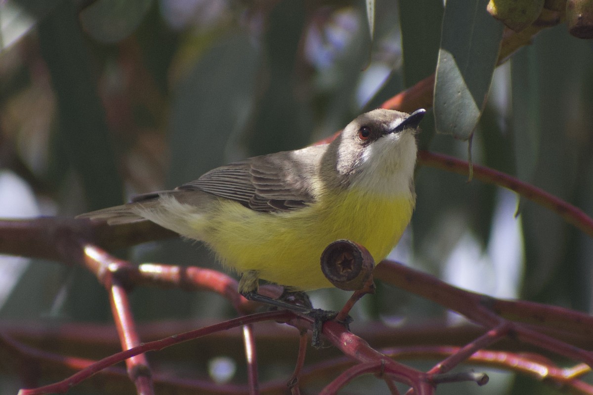 White-throated Gerygone - ML643217395