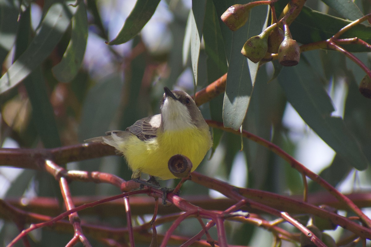 White-throated Gerygone - ML643217396