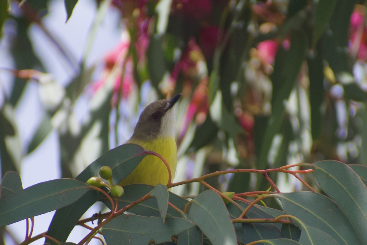 White-throated Gerygone - ML643217397