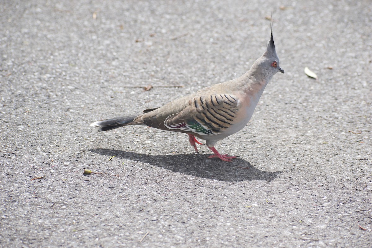 Crested Pigeon - ML643217400