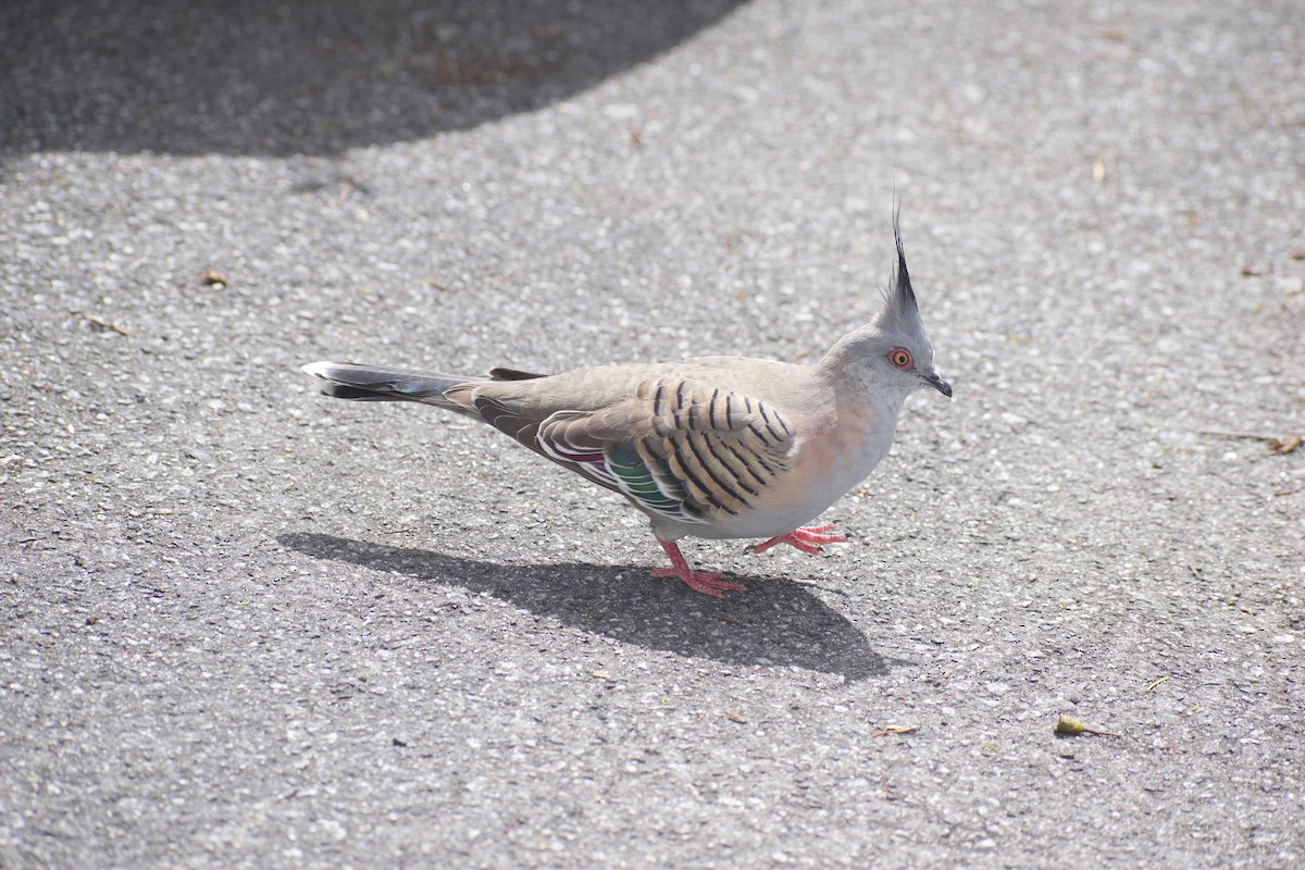 Crested Pigeon - ML643217401
