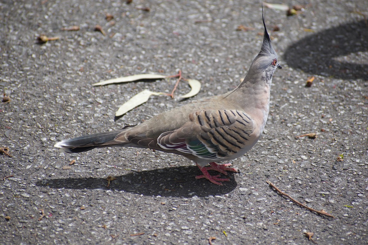 Crested Pigeon - ML643217402