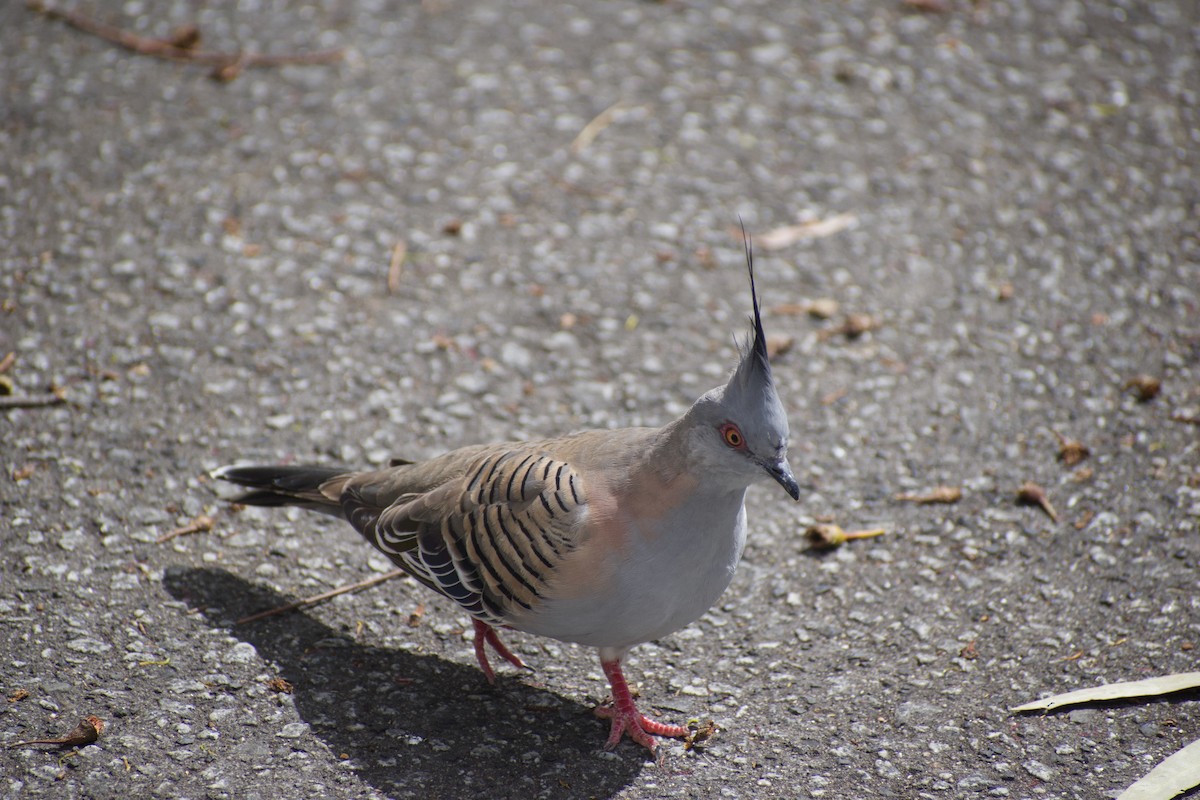 Crested Pigeon - ML643217403