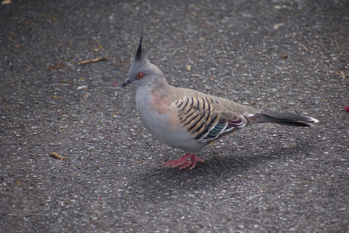 Crested Pigeon - ML643217404