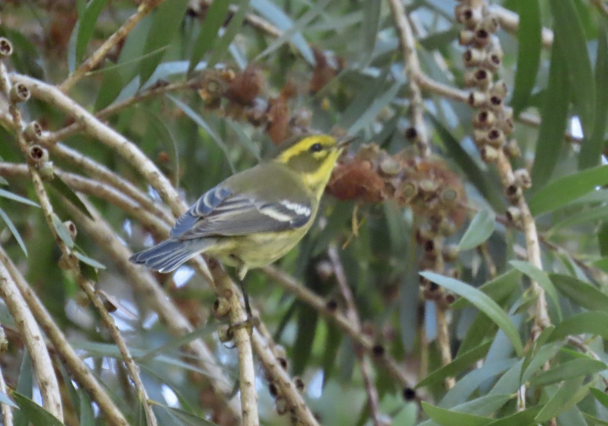 Townsend's Warbler - ML643217409