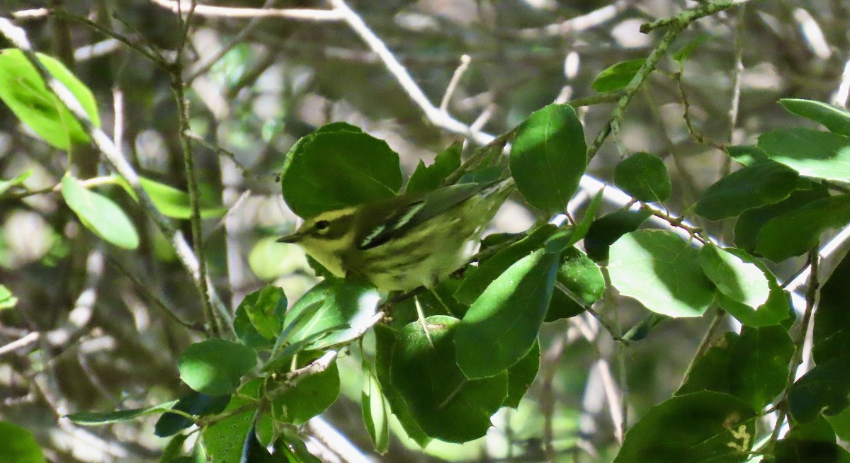 Townsend's Warbler - ML643217412