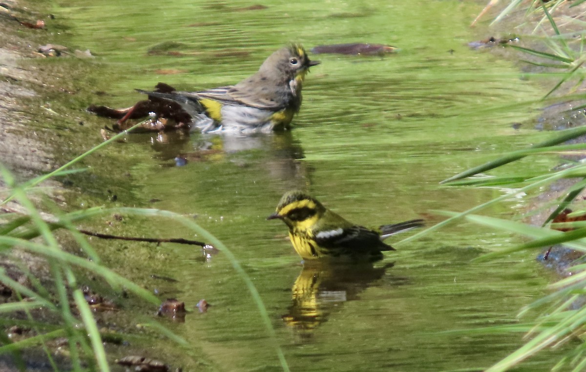 Townsend's Warbler - ML643217413