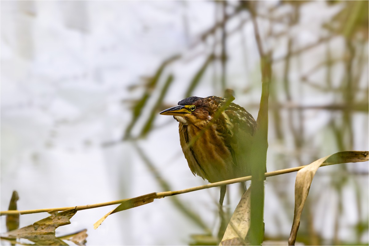 Schrenck's Bittern - ML643217414