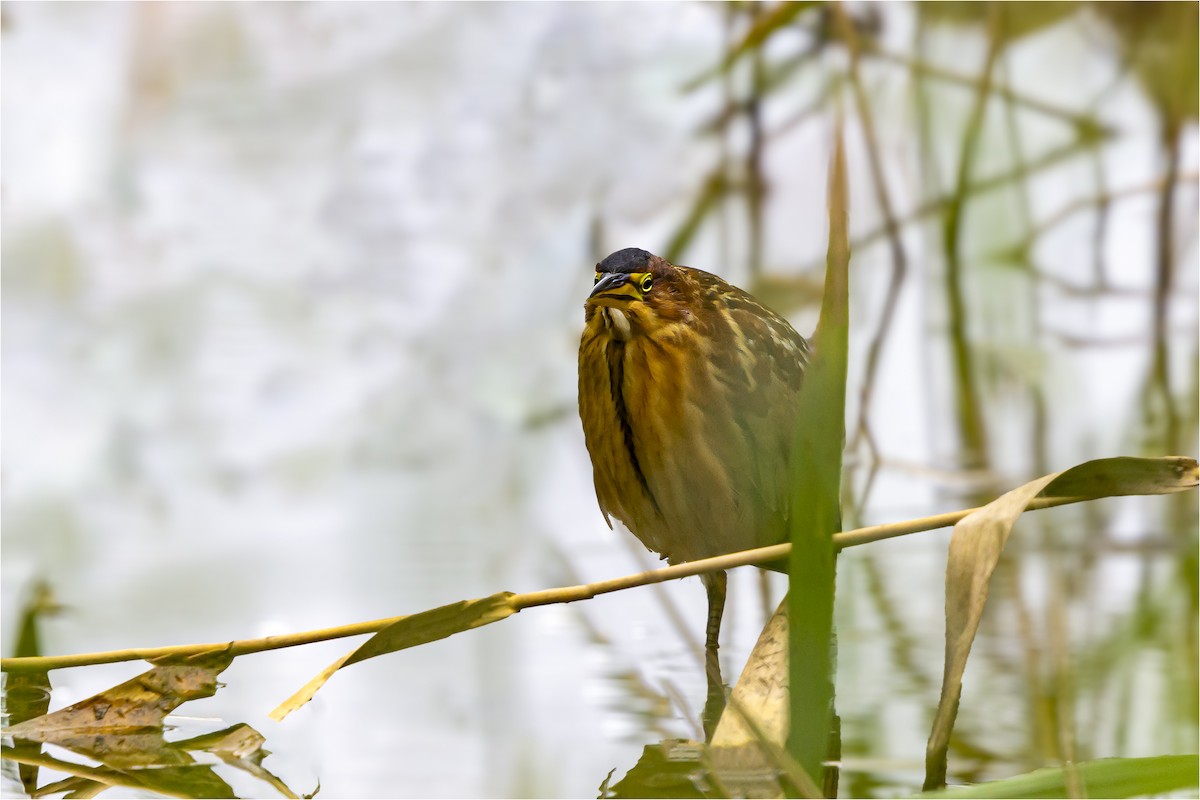 Schrenck's Bittern - ML643217415