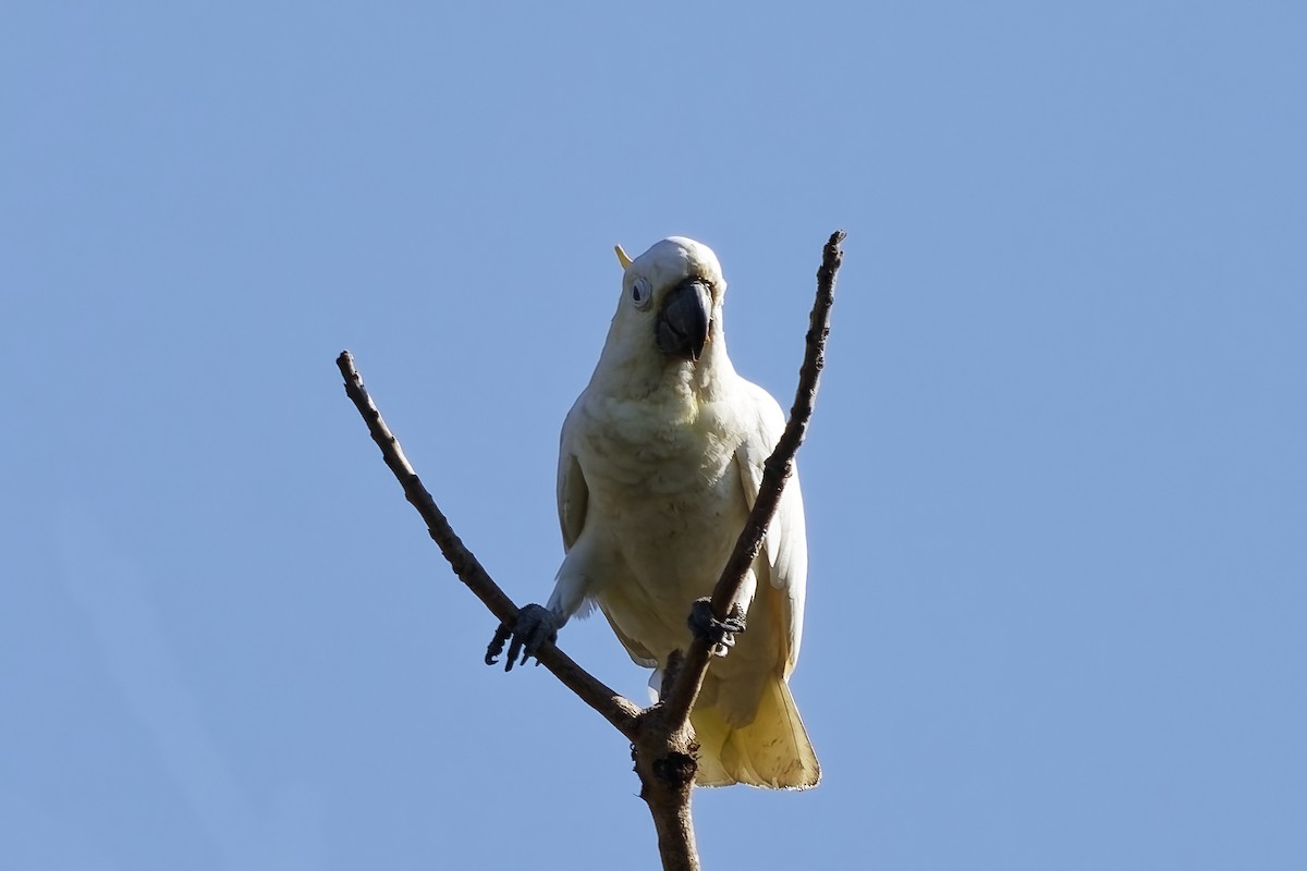 Yellow-crested Cockatoo - ML643217418