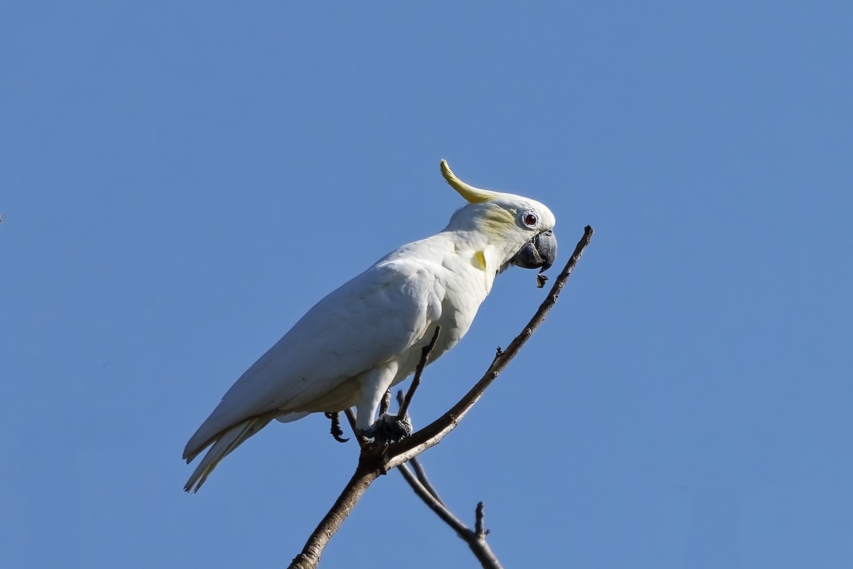 Yellow-crested Cockatoo - ML643217419