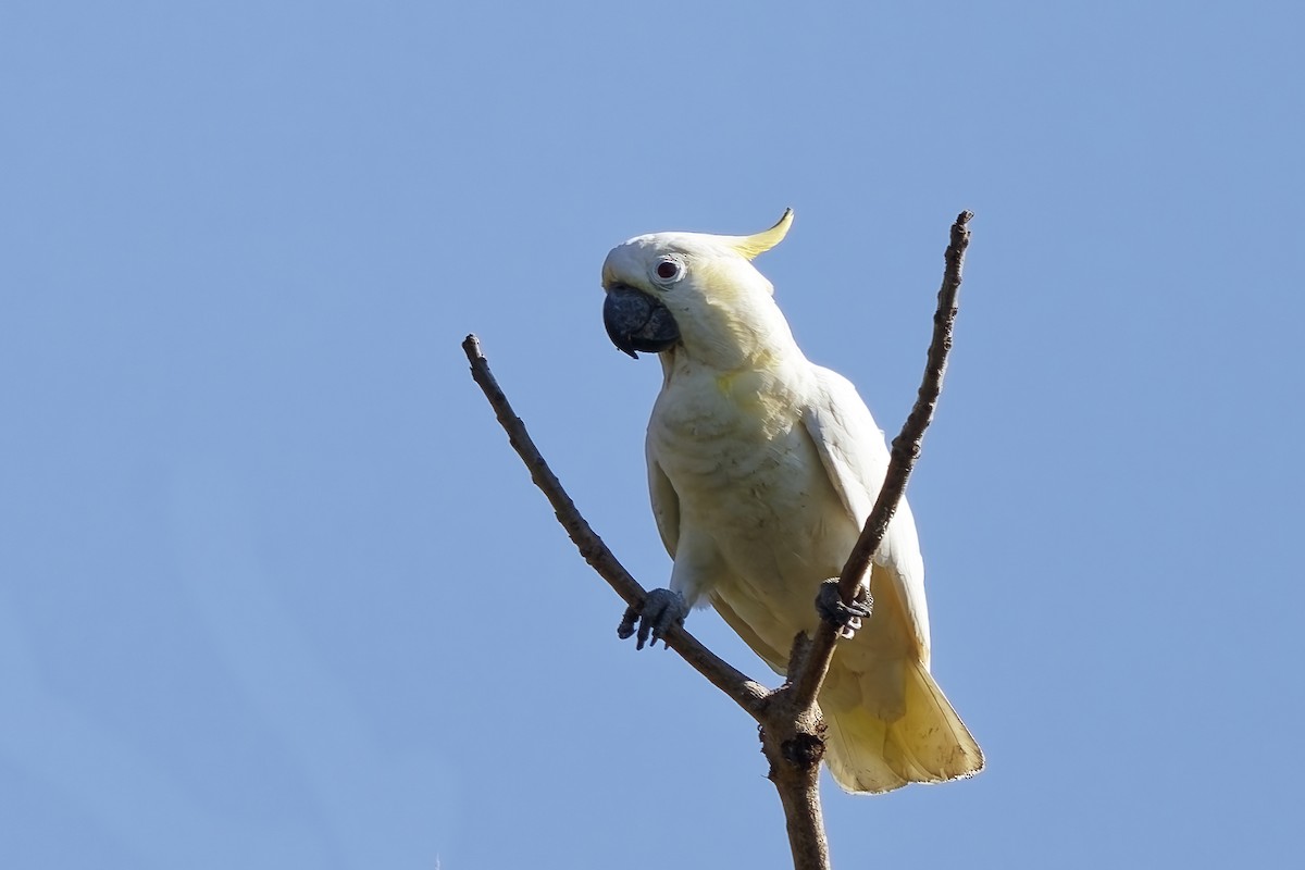 Yellow-crested Cockatoo - ML643217424