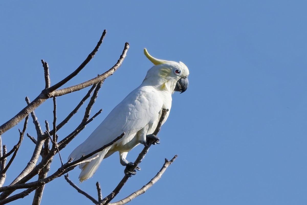 Yellow-crested Cockatoo - ML643217425