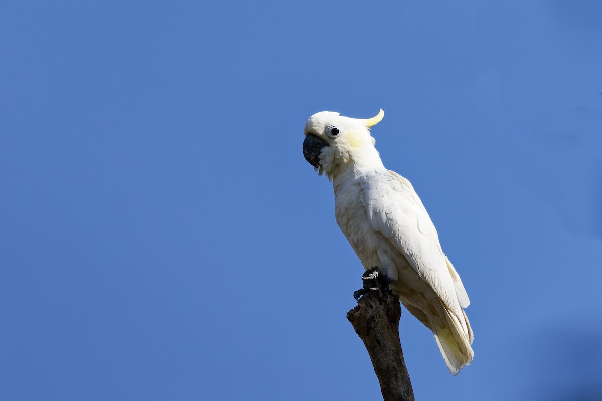 Yellow-crested Cockatoo - ML643217427