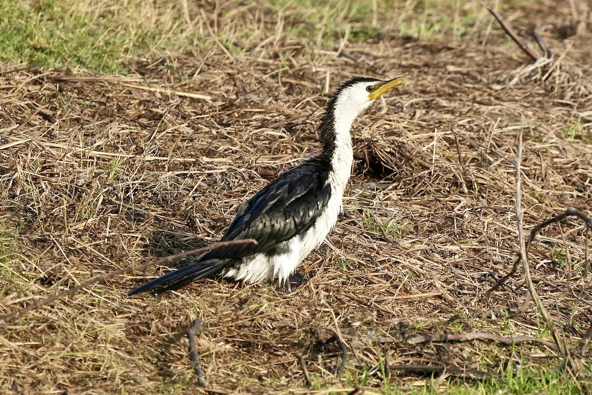 Little Pied Cormorant - ML643217432