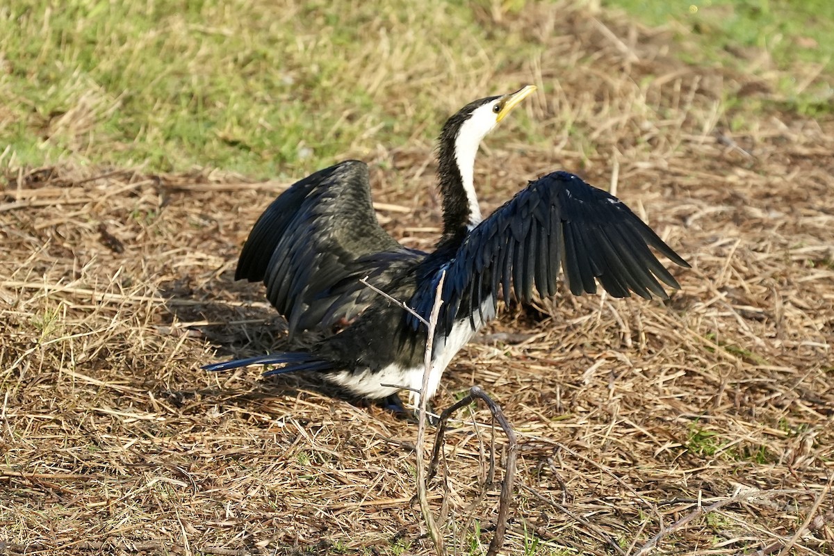 Little Pied Cormorant - ML643217433