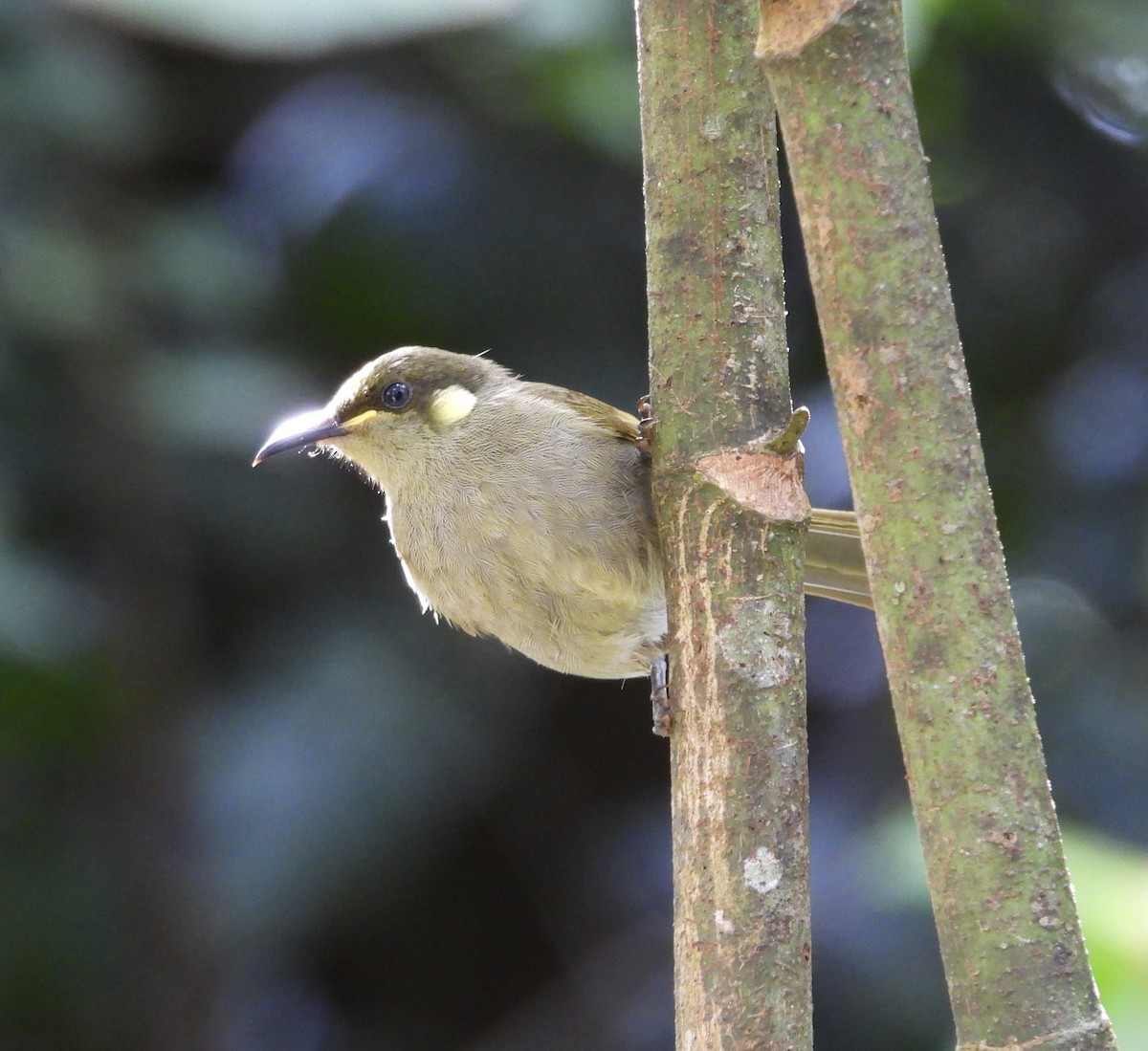 Cryptic Honeyeater - ML643217435