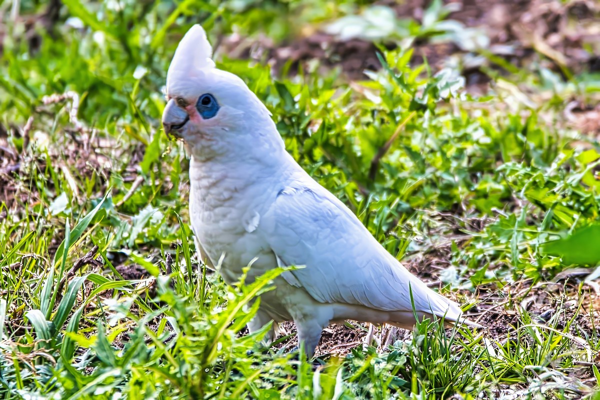 Little Corella - ML643217436