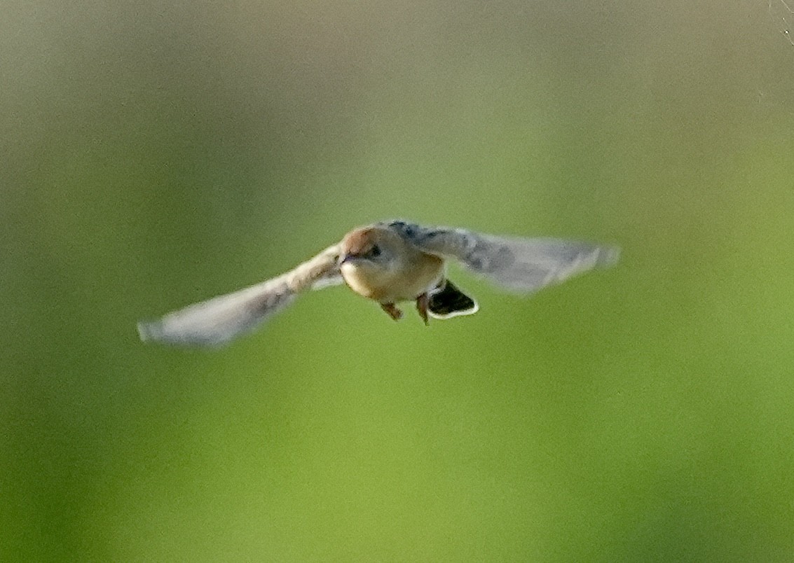 Golden-headed Cisticola - ML643217437