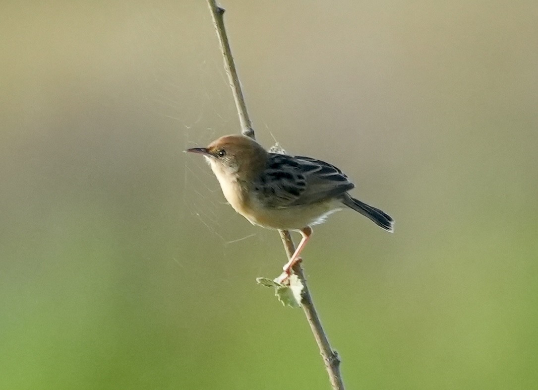 Golden-headed Cisticola - ML643217438