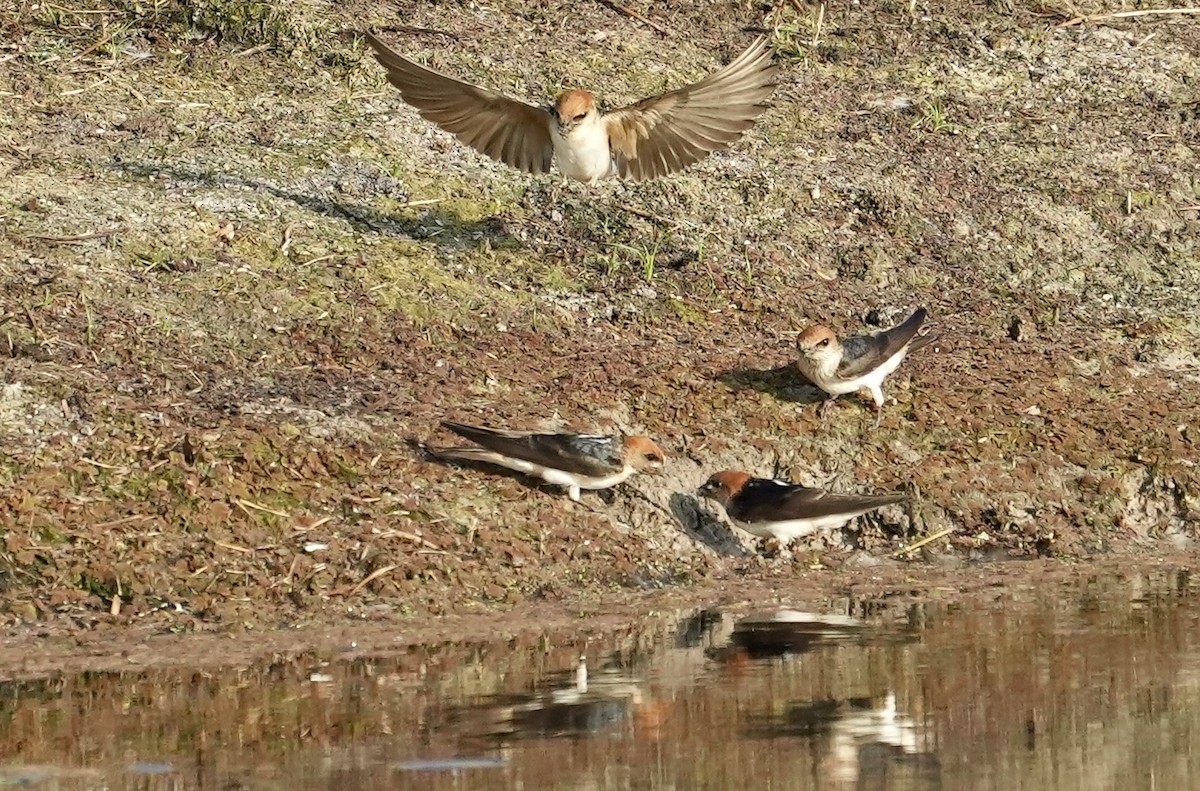 Fairy Martin - ML643217441