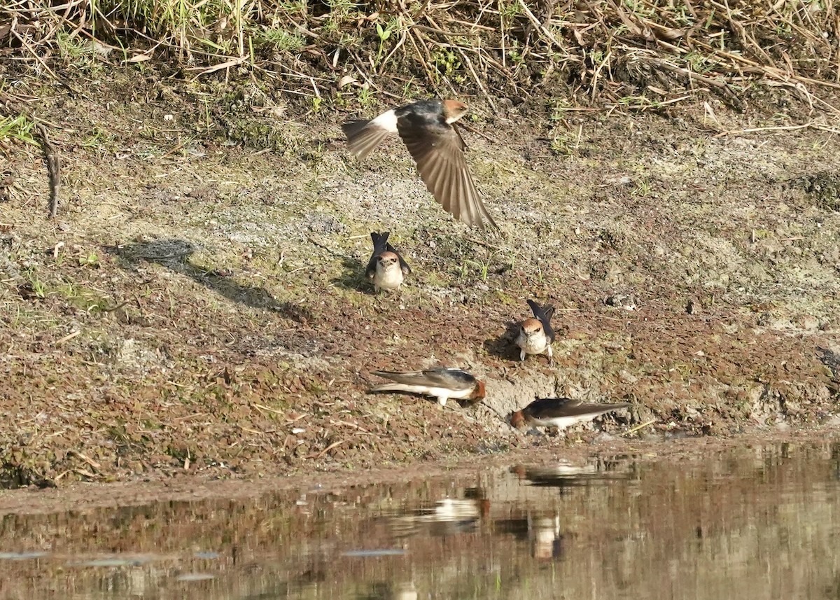 Fairy Martin - ML643217442