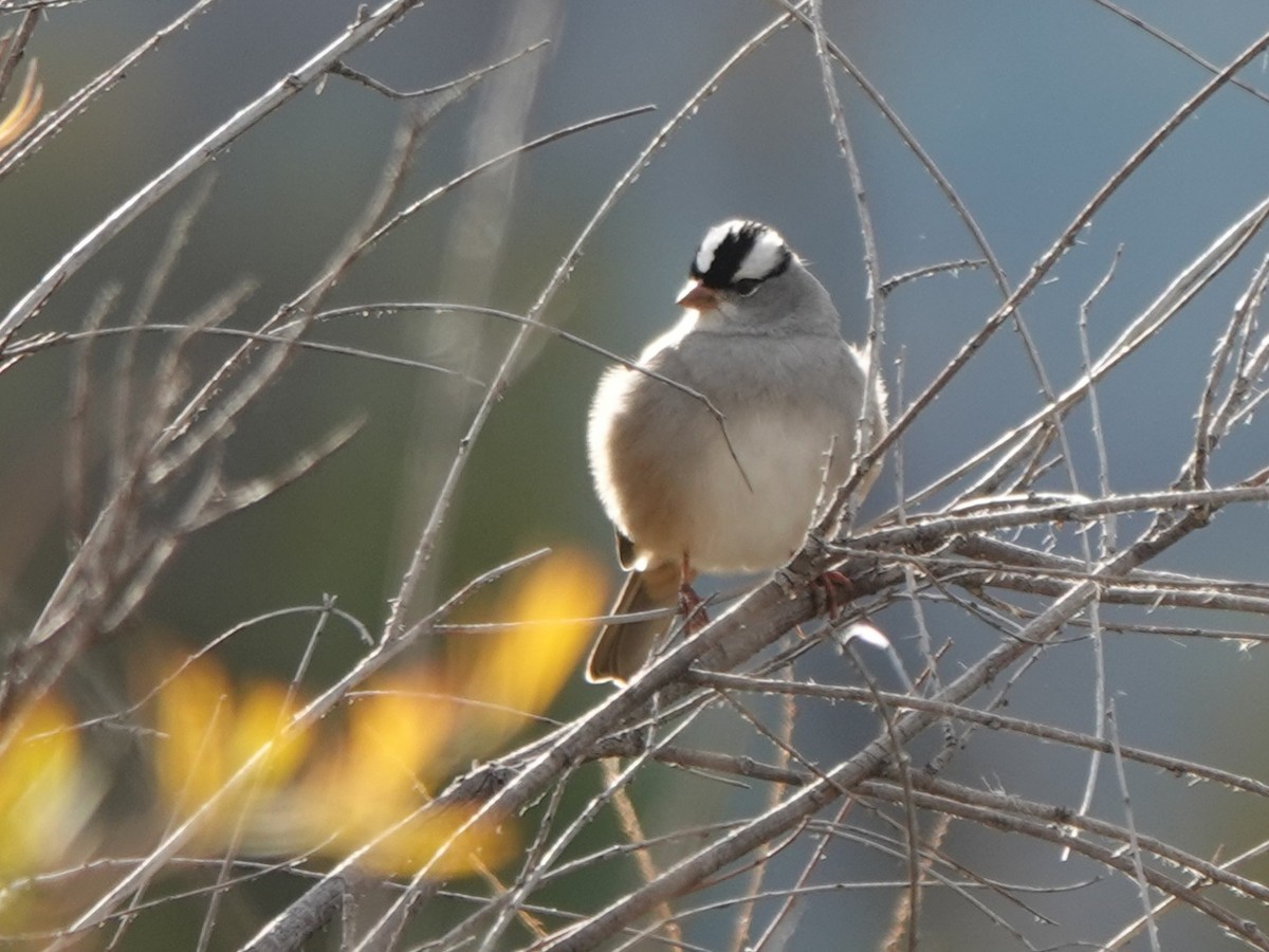 White-crowned Sparrow - ML643217444
