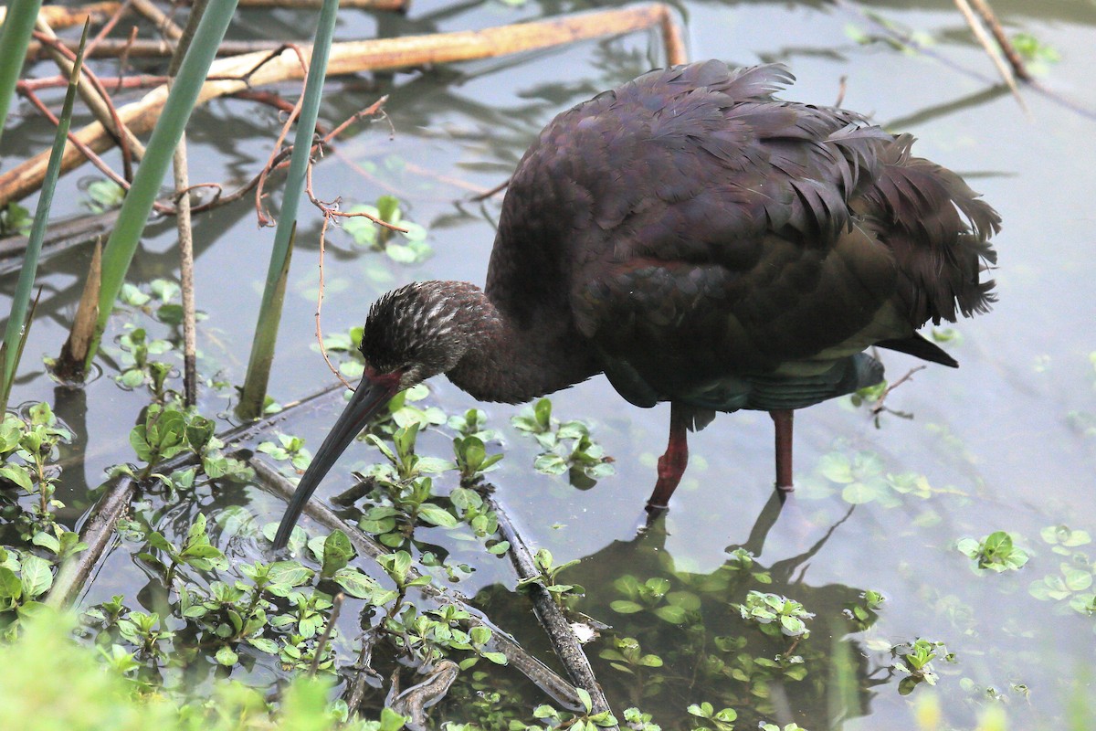 White-faced Ibis - ML643217457