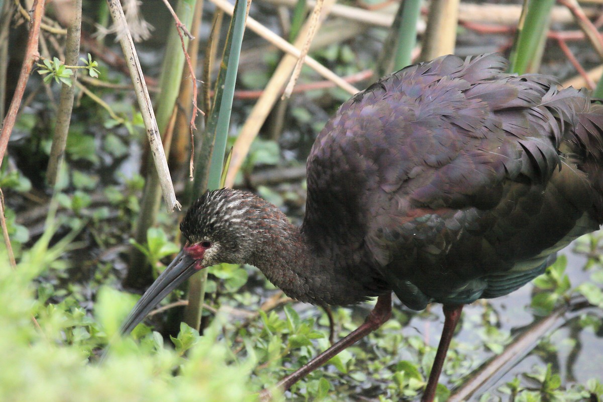 White-faced Ibis - ML643217458