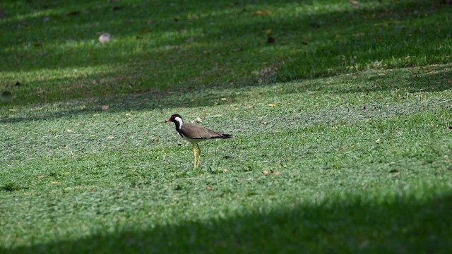 Red-wattled Lapwing - ML643217459