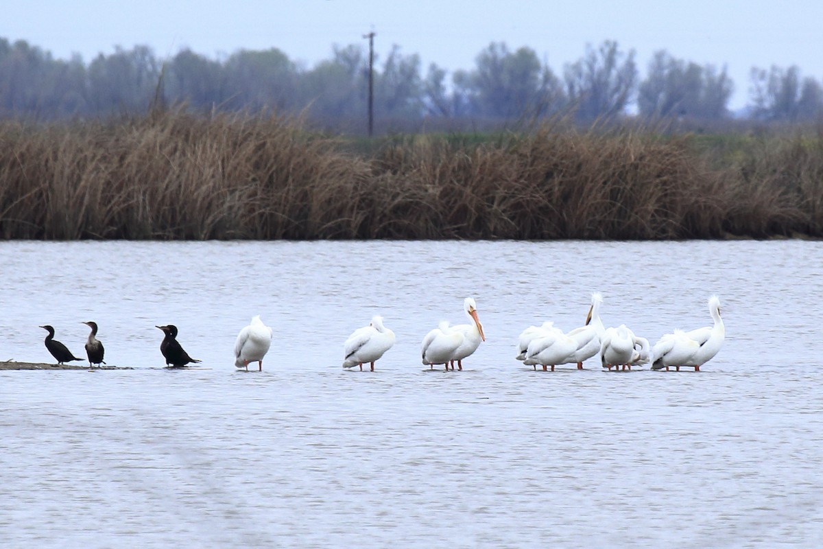American White Pelican - ML643217460