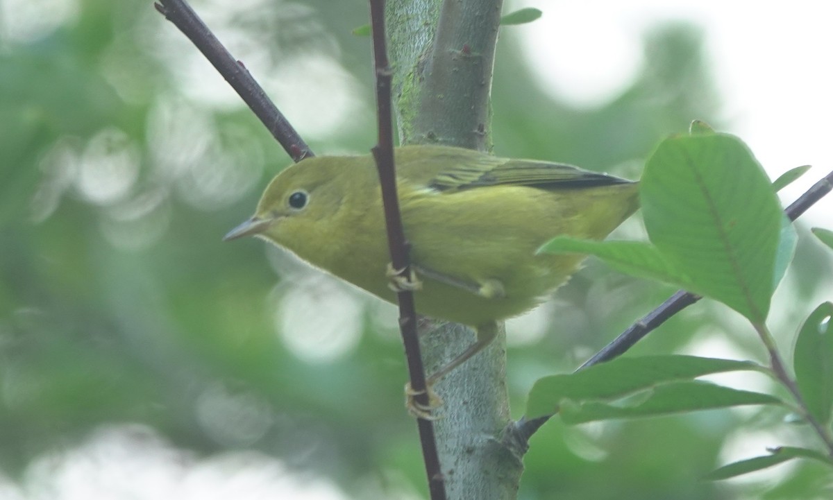 Yellow Warbler - ML643217465