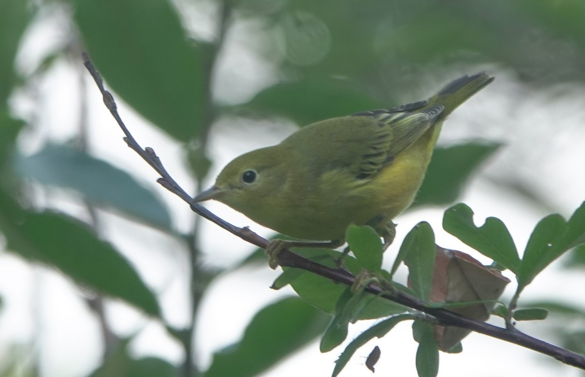 Yellow Warbler - ML643217466