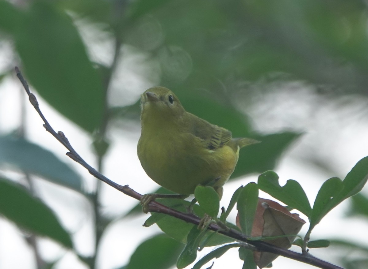 Yellow Warbler - ML643217469