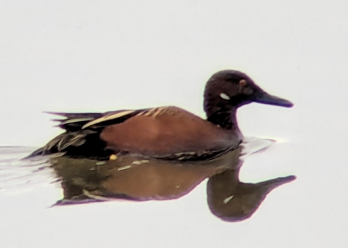 アカシマアジ - ML643217472