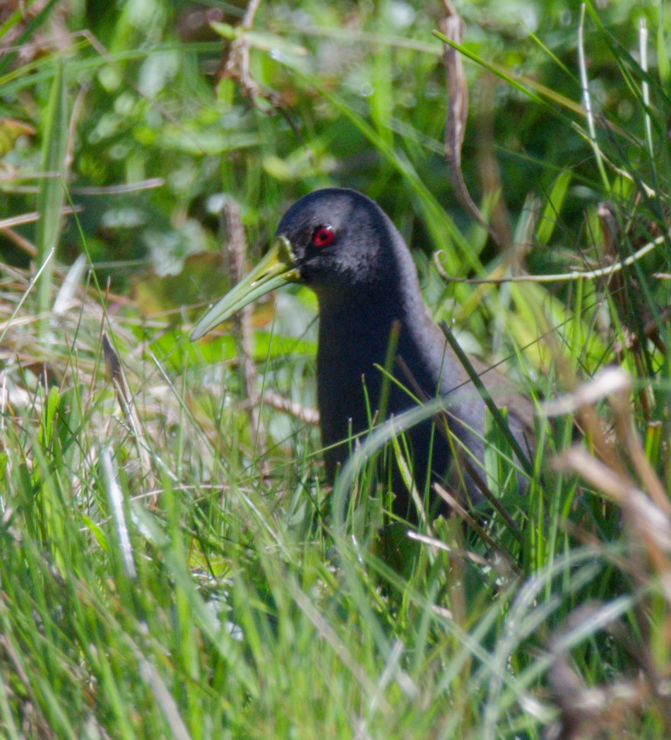 Blackish Rail - ML643217508