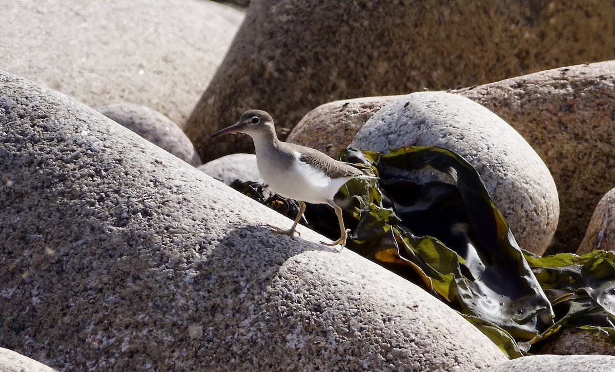 Spotted Sandpiper - ML643217513