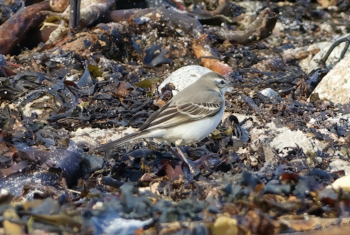 Western Yellow Wagtail - ML643217521