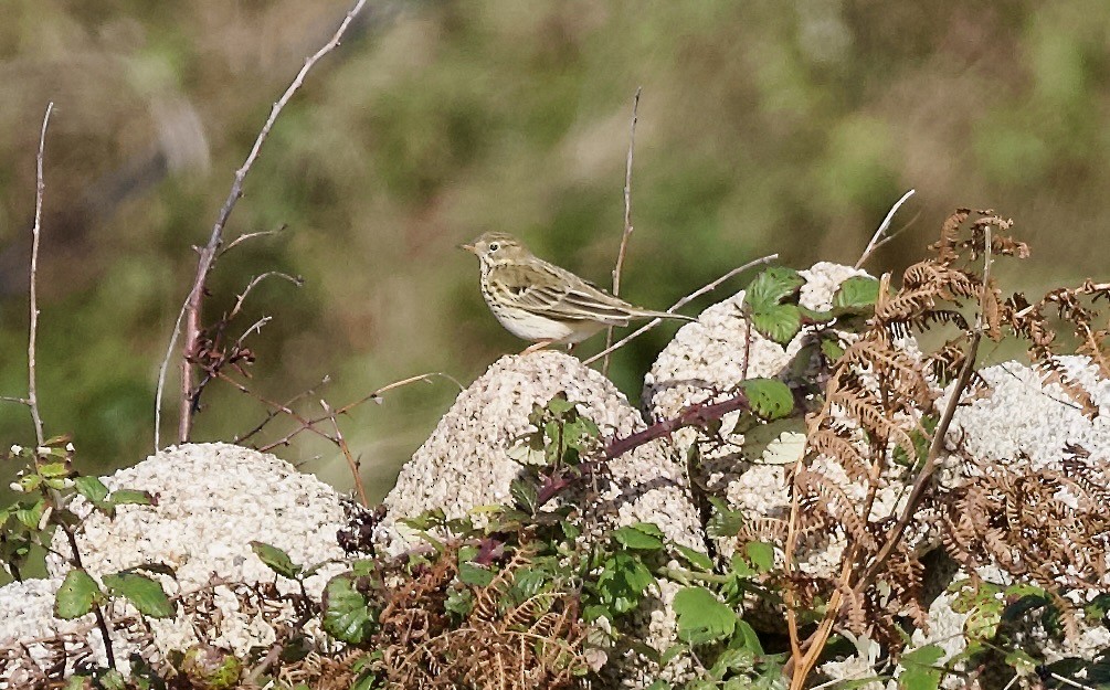 Meadow Pipit - ML643217524