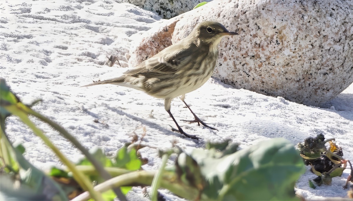 Rock Pipit - ML643217526