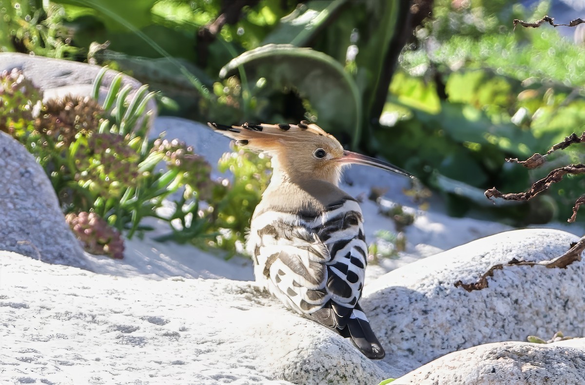 Common Hoopoe - ML643217535