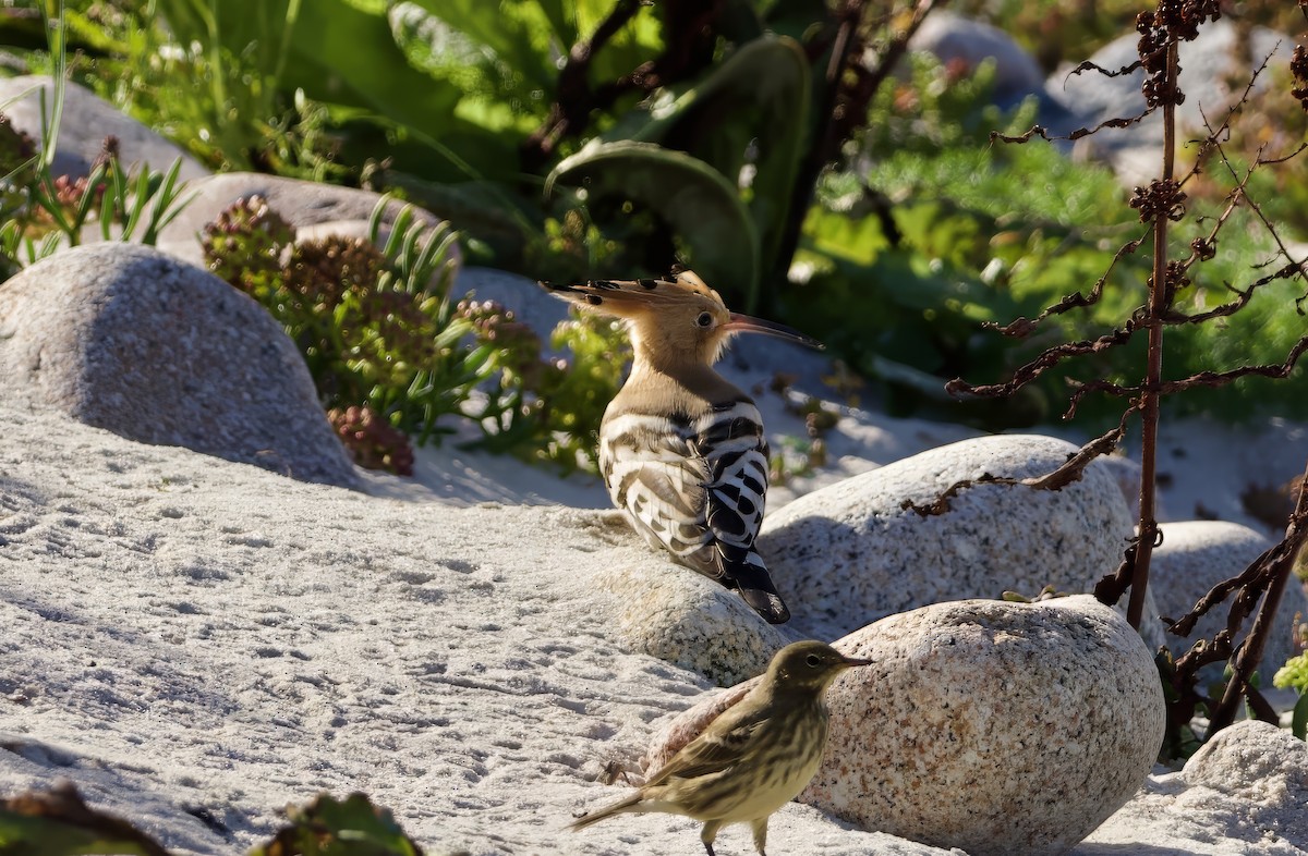 Common Hoopoe - ML643217536