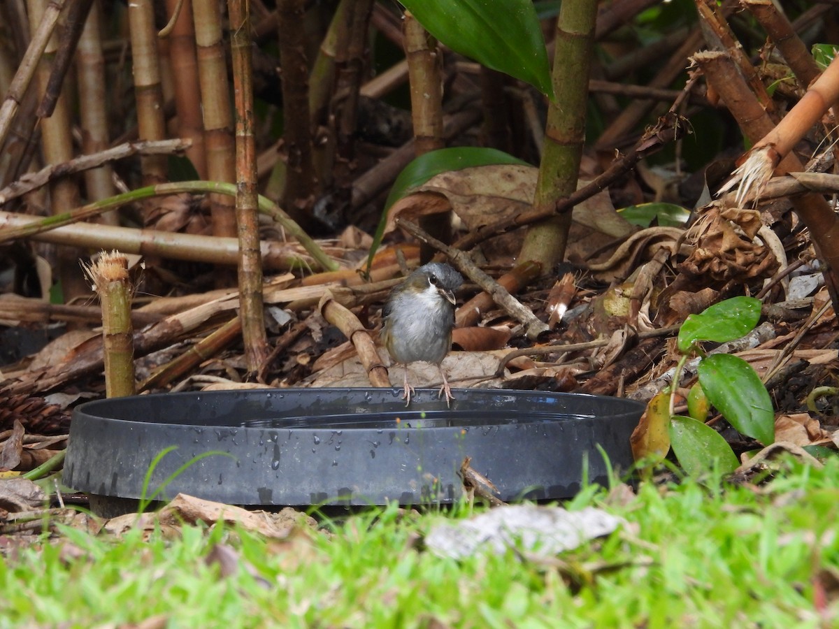 Gray-headed Robin - ML643217545