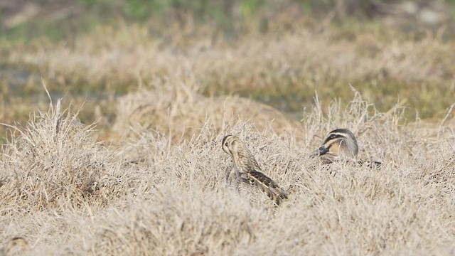 Latham's Snipe - ML643217557