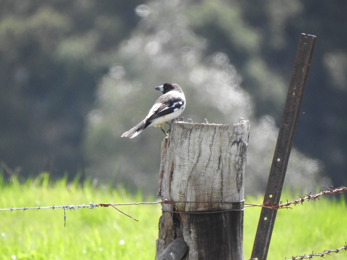 Pied Butcherbird - ML643217558