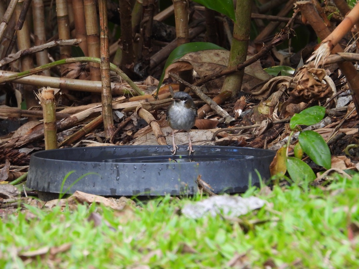 Gray-headed Robin - ML643217559